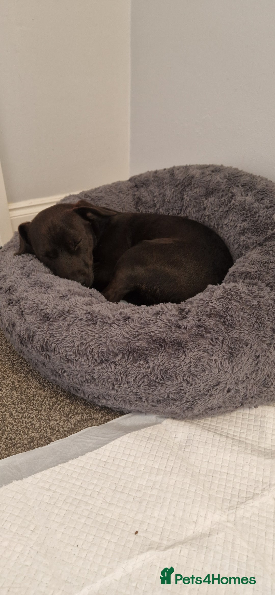 Patterdale Terrier dogs for sale: 1 year old Male Patterdale - Image 3