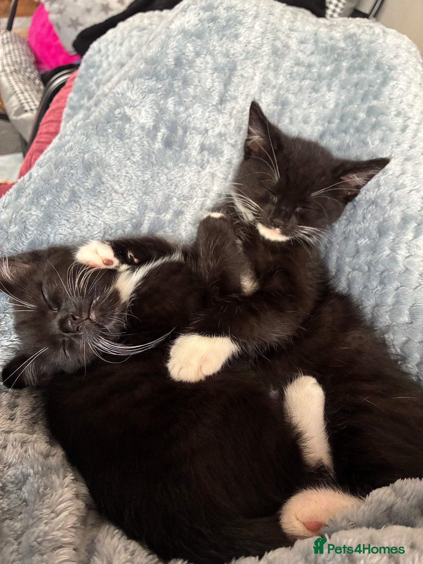 Mixed Breed cats Twin kittens available - Advert 1