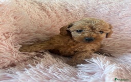 Toy Poodle dogs for sale: Beautiful Toy Poodles  - Image 8