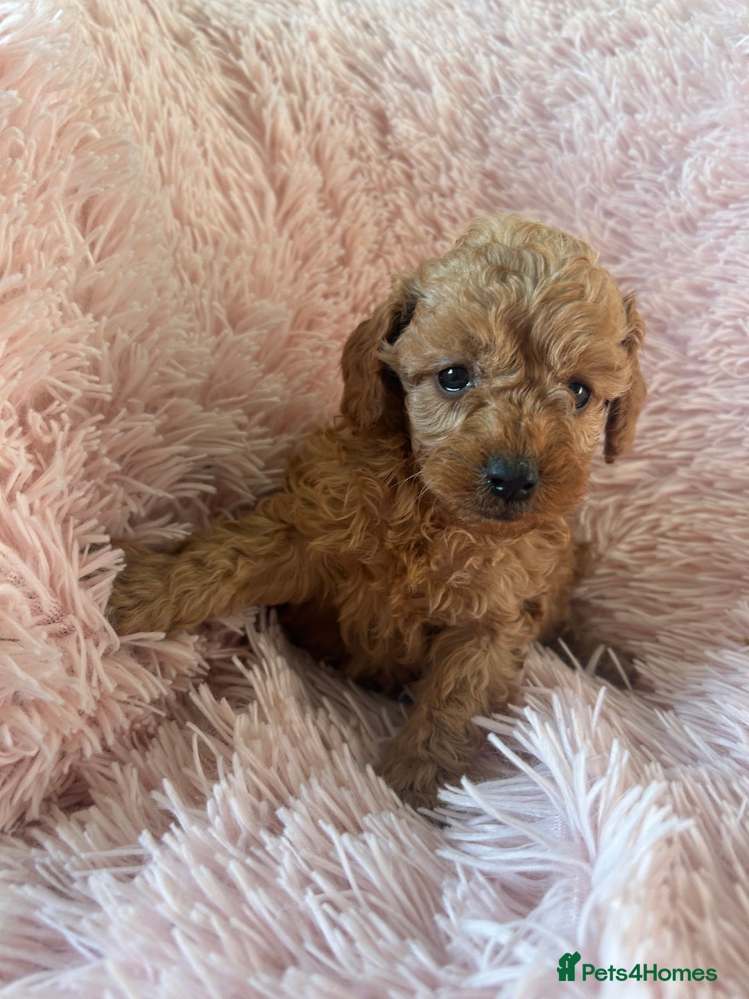 Toy Poodle dogs for sale: Beautiful Toy Poodles  - Image 8