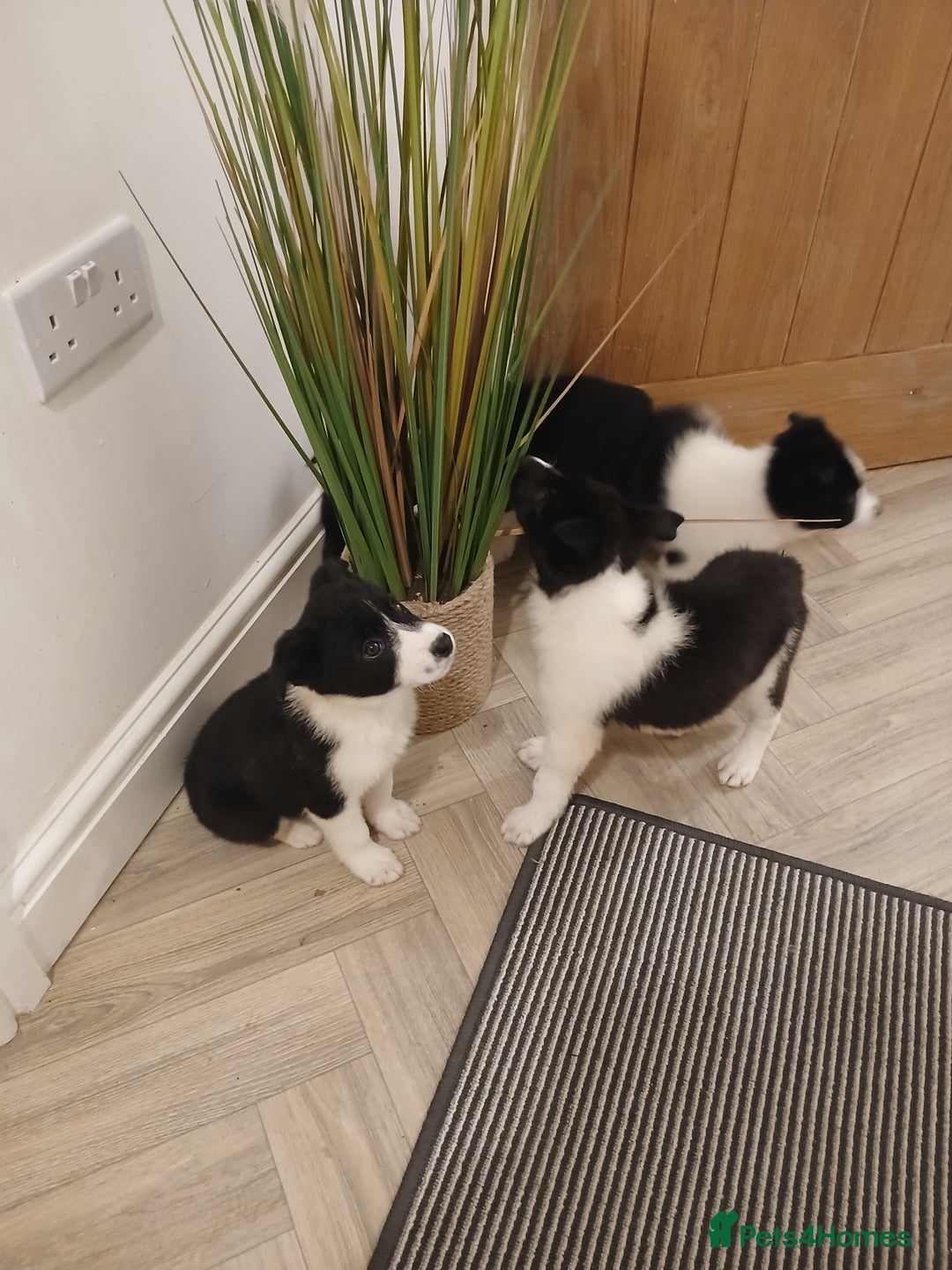 Border Collie dogs for sale: Border collie poppies  - Advert 12