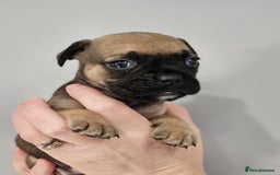 Mixed Breed dogs for sale: French bull dog X Cane corso puppys  - Advert 3