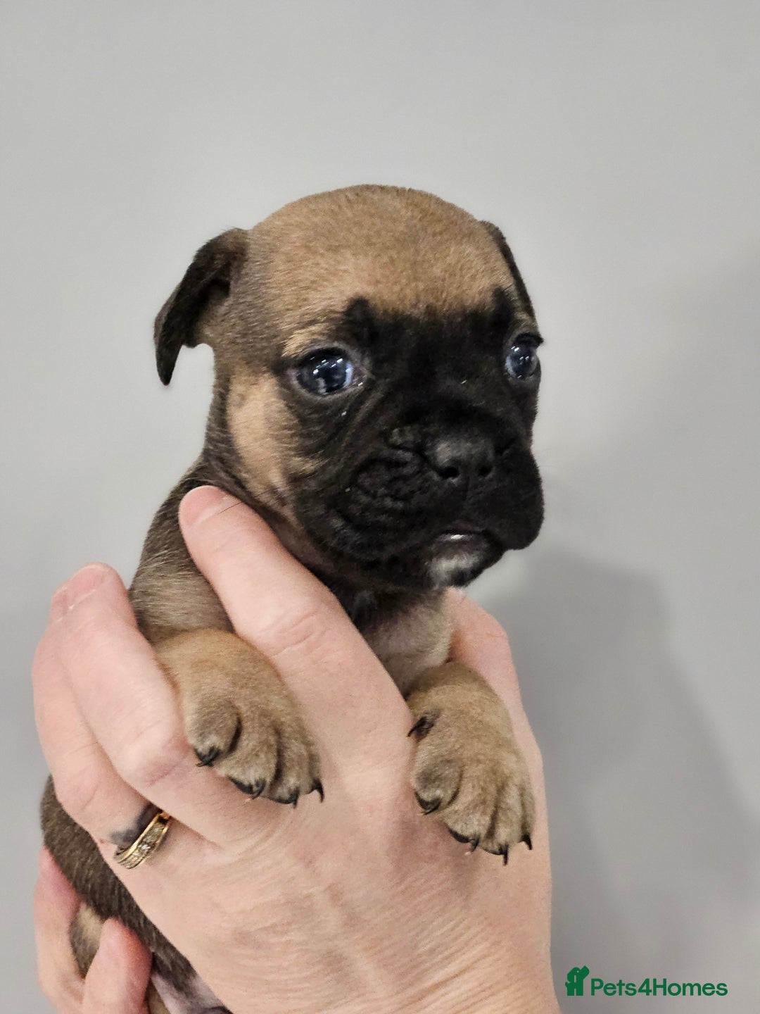 Mixed Breed dogs for sale: French bull dog X Cane corso puppys  - Advert 3