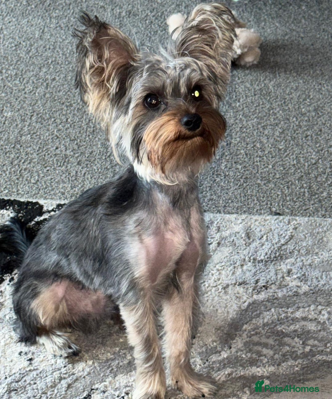 Yorkshire Terrier dogs for sale: Yorkshire terrier pedigree - Image 3
