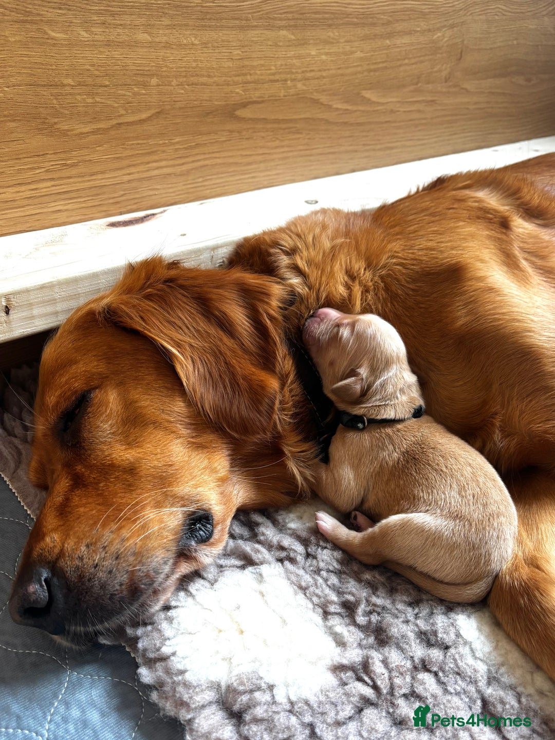 Golden Retriever dogs for sale: 🌟Gorgeous Golden Retriever Puppies🌟 - Image 4