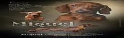 Miniature Dachshund dogs for sale: Beautiful pedigree KC miniature dachshund puppies  - Advert 20