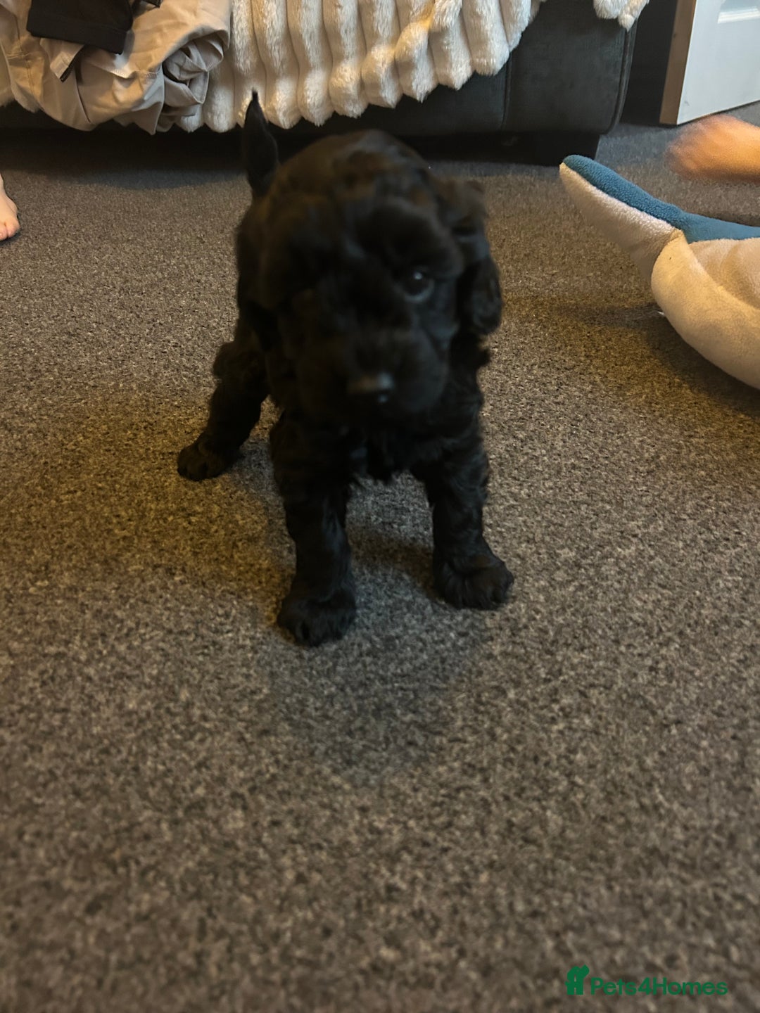 Cavapoo dogs for sale: F1b Cavapoos  - Advert 4