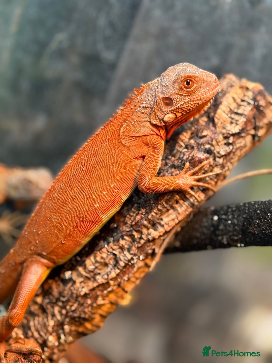 Iguana reptiles for sale: Iguana Orange Zero  - Image 4