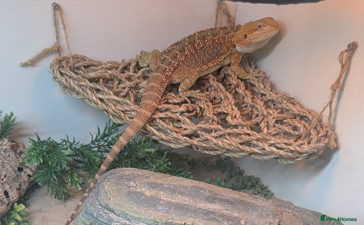 Bearded Dragon reptiles for sale - Advert 1