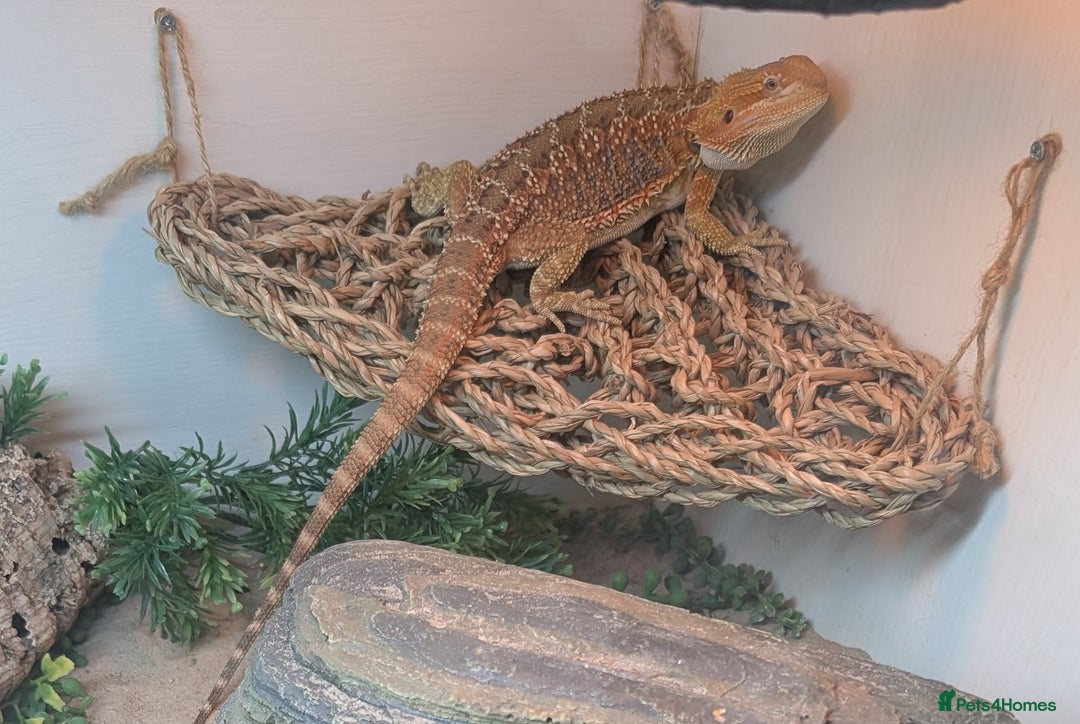 Bearded Dragon reptiles for sale: Bearded dragon 7 months old - Image 1