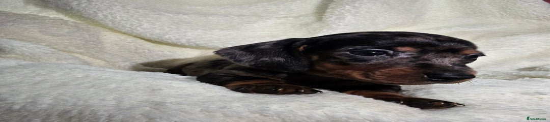 Miniature Dachshund Puppy 1