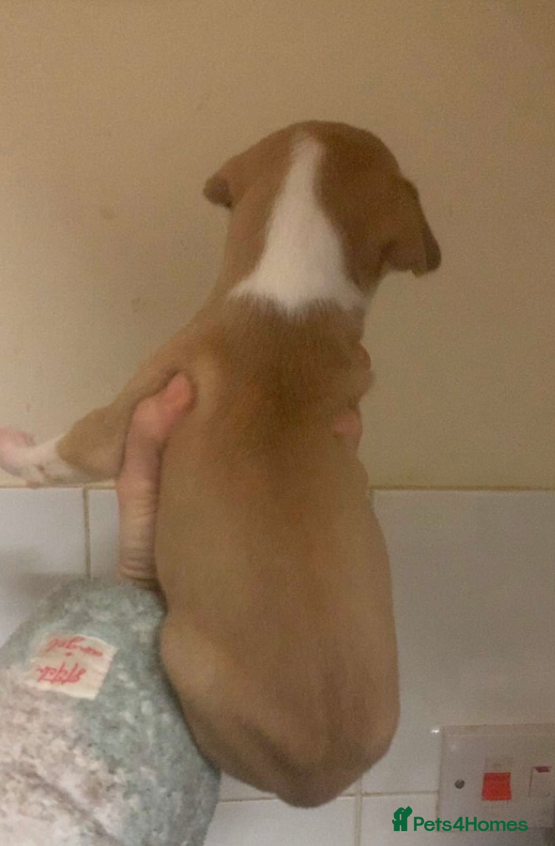 Mixed Breed dogs for sale: Merle Saluki Bull Collie Greyhound - Advert 13