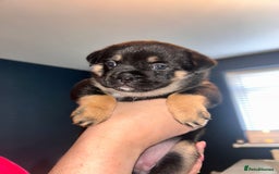 Mixed Breed dogs for sale: French Pom - Image 12