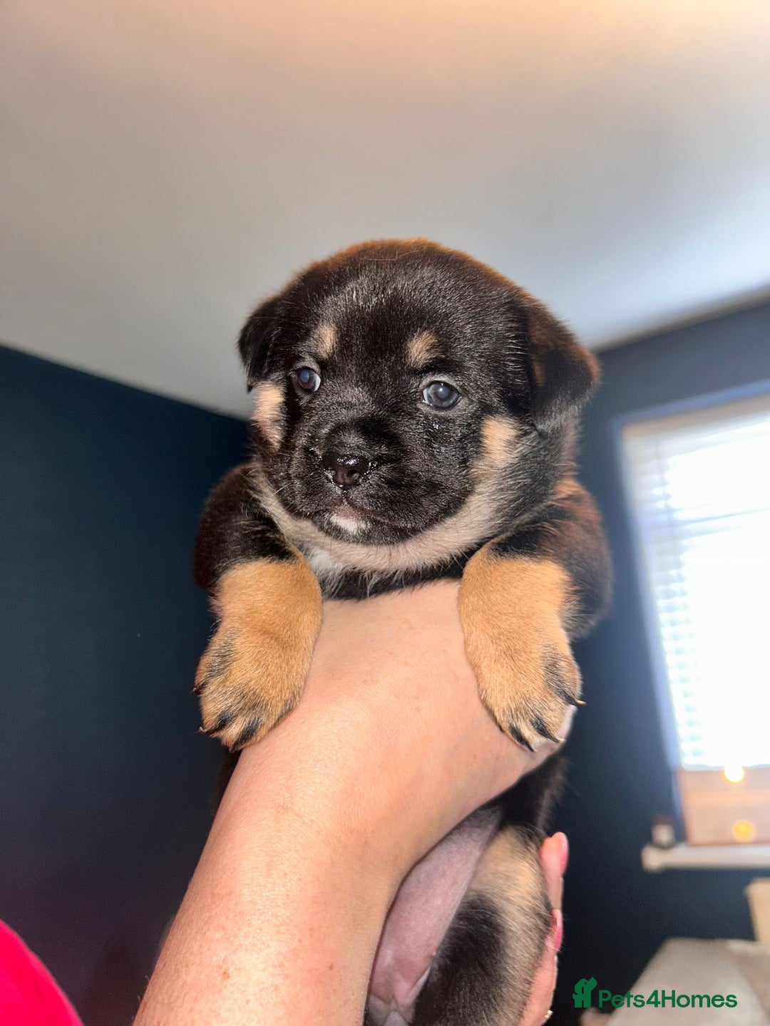 Mixed Breed dogs for sale: French Pom - Image 12