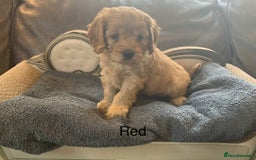Cavapoo dogs for sale: Outstanding F1 Apricot Cavapoo puppies  - Image 9