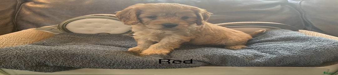 Cavapoo Puppy 5