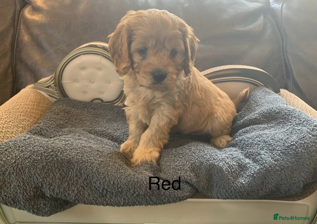 Cavapoo dogs for sale: Outstanding F1 Apricot Cavapoo puppies  - Image 9