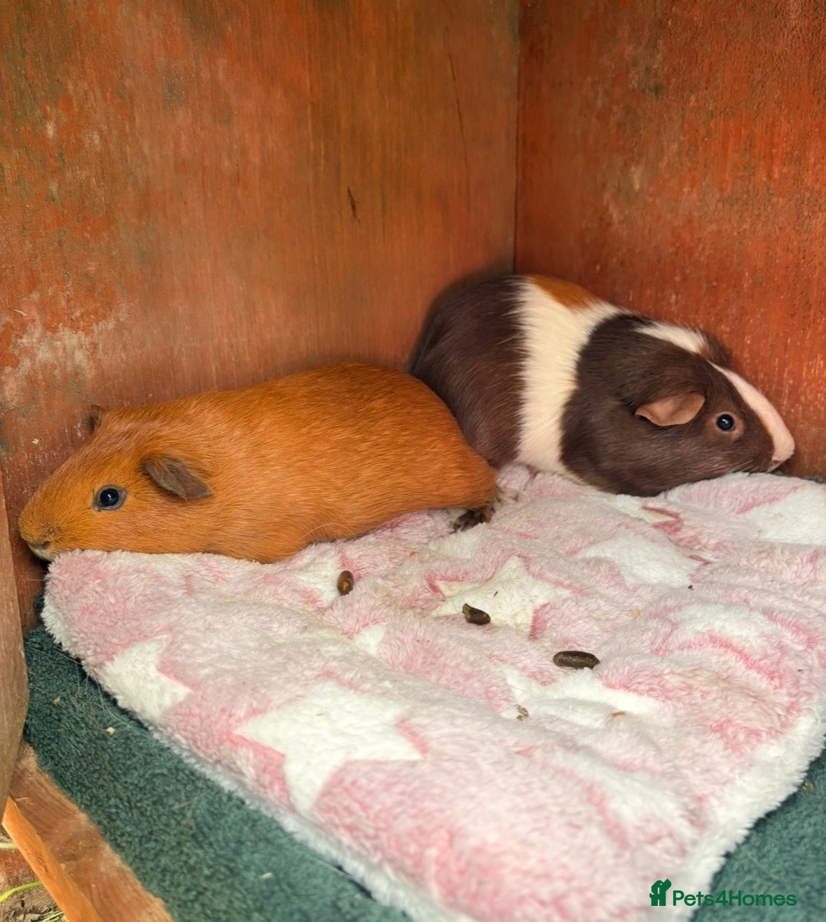 Guinea Pig rodents Two Male Guinea Pigs FREE - Advert 1
