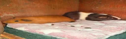 Guinea Pig rodents for sale: Two Male Guinea Pigs FREE - Advert 1
