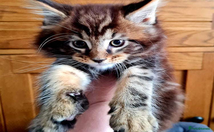 Maine Coon cats - Advert 1