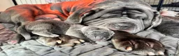 Neapolitan Mastiff dogs for sale: 2 Neapolitan mastiff puppies  - Advert 33