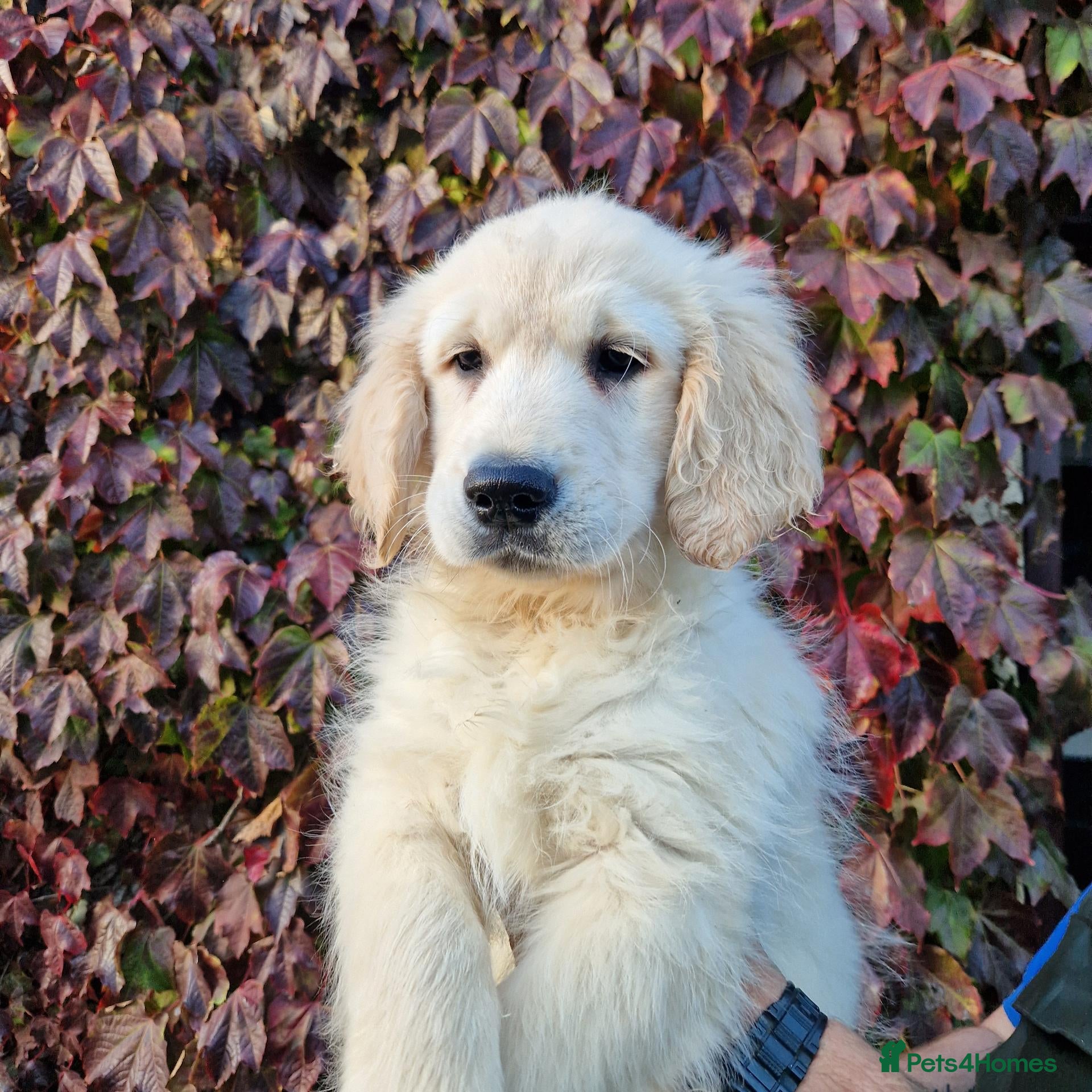 Golden Retriever dogs Stunning Golden Retrievers - Advert 3
