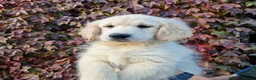 Golden Retriever dogs for sale: Stunning Golden Retrievers - Advert 3