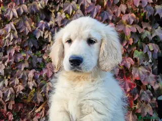 Golden Retriever dogs Stunning Golden Retrievers - Advert 3
