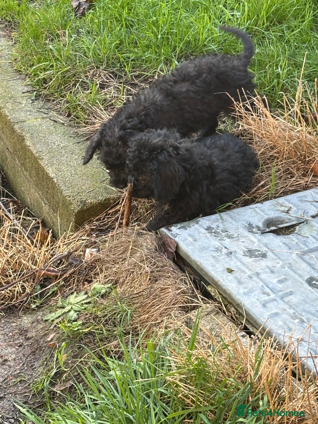 Bedlington Terrier dogs for sale: Bedlington terrier puppies  - Advert 4