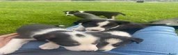 Border Collie dogs for sale: Beautiful Border Collie puppies for sale - Advert 4