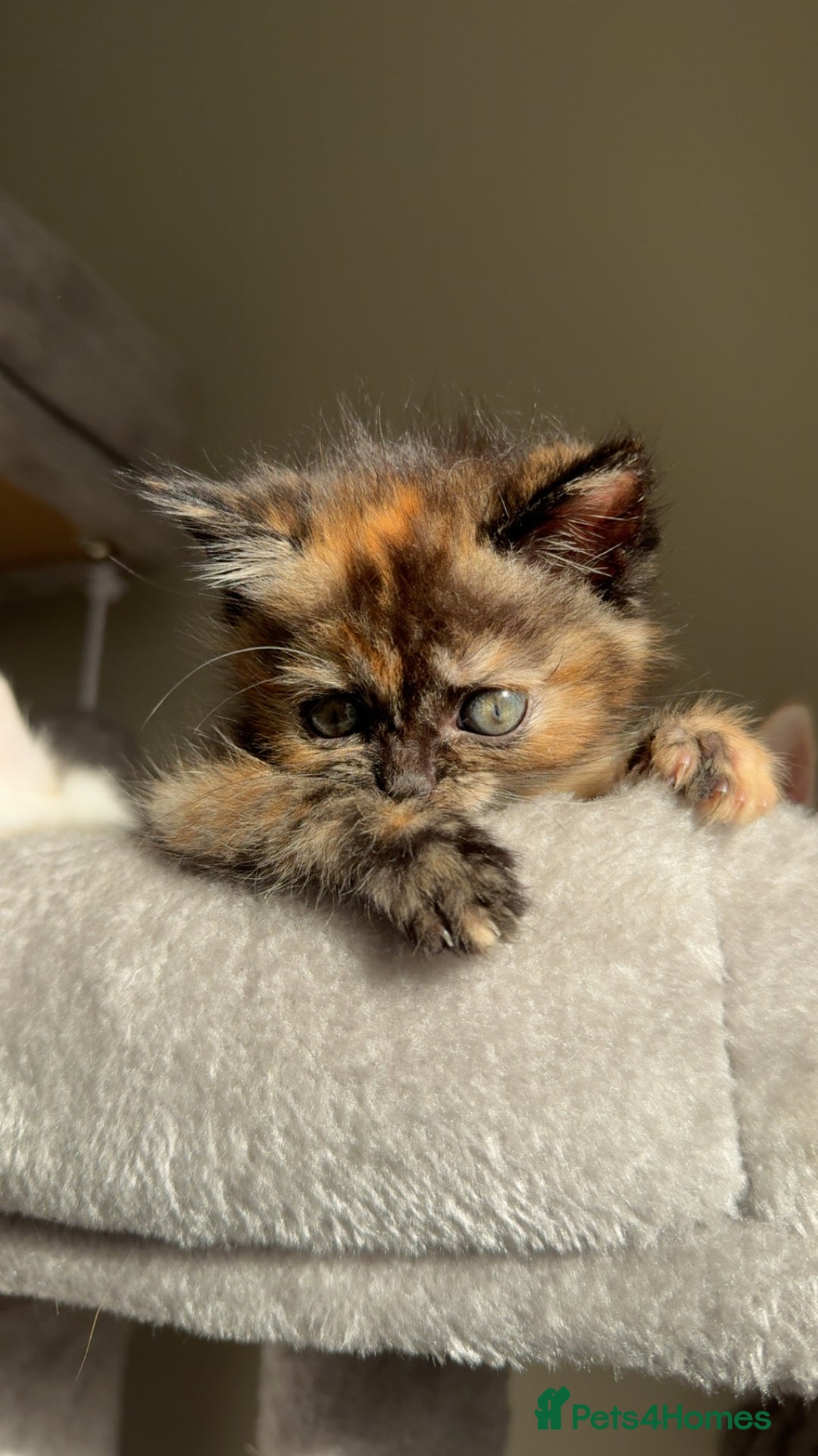 Persian cats for sale: mixed bombay and persian kittens  - Image 8