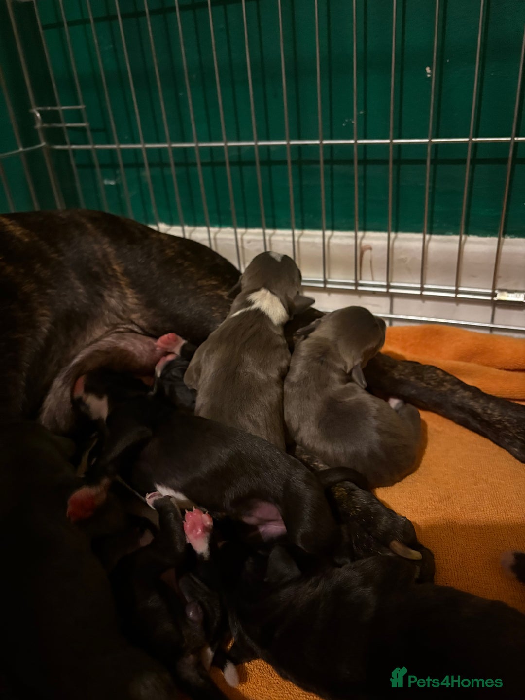 Staffordshire Bull Terrier dogs for sale: Staffordshire Bull Terrier hybrid puppies  - Advert 4