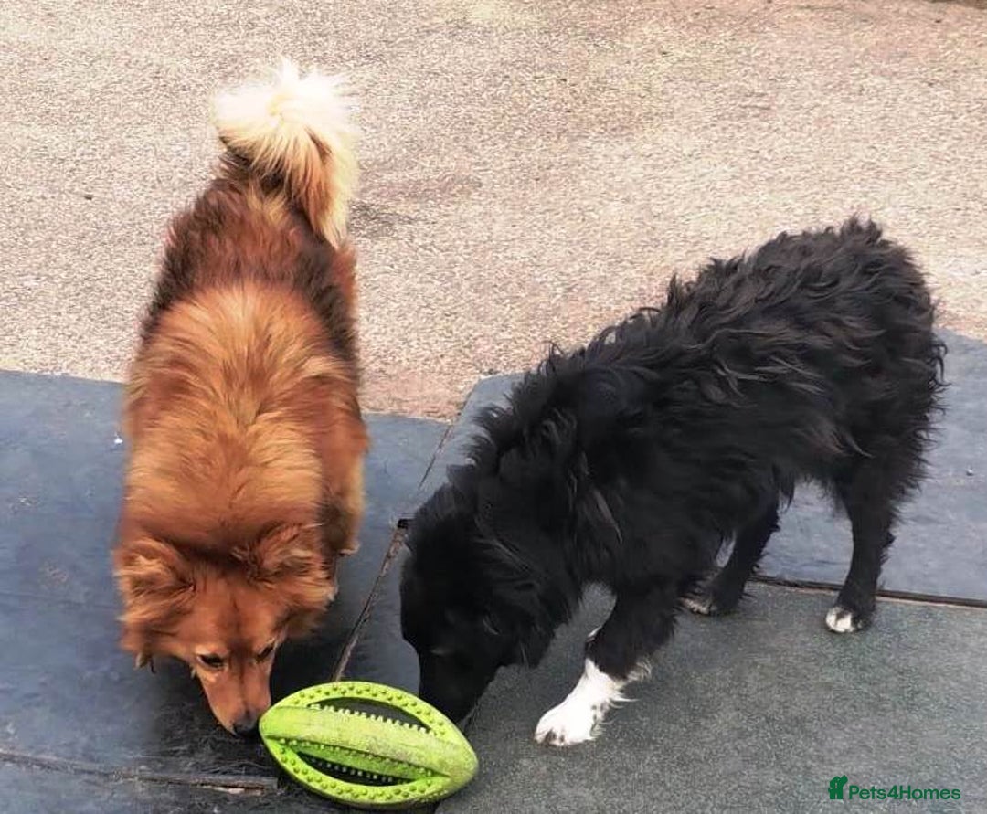 Mixed Breed dogs for adoption: MONTY & DAISY an example of Resilience &Friendship - Image 11