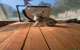 Bengal cats for sale: Bengal Kittens Purebred with Champion Lines  - Image 19