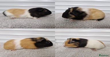 Guinea Pig rodents - Advert 15
