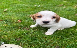 Sprocker dogs for sale: 🧡 Sprocker Puppies 💛 - Image 12