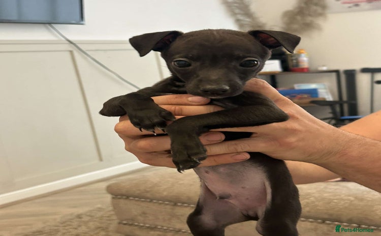 Italian Greyhound dogs - Advert 1