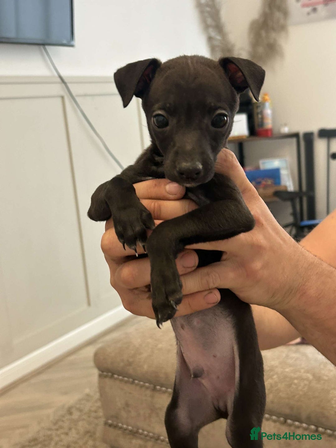 Italian Greyhound dogs for sale: **For Sale: Adorable Italian Greyhound Puppies!** - Image 1