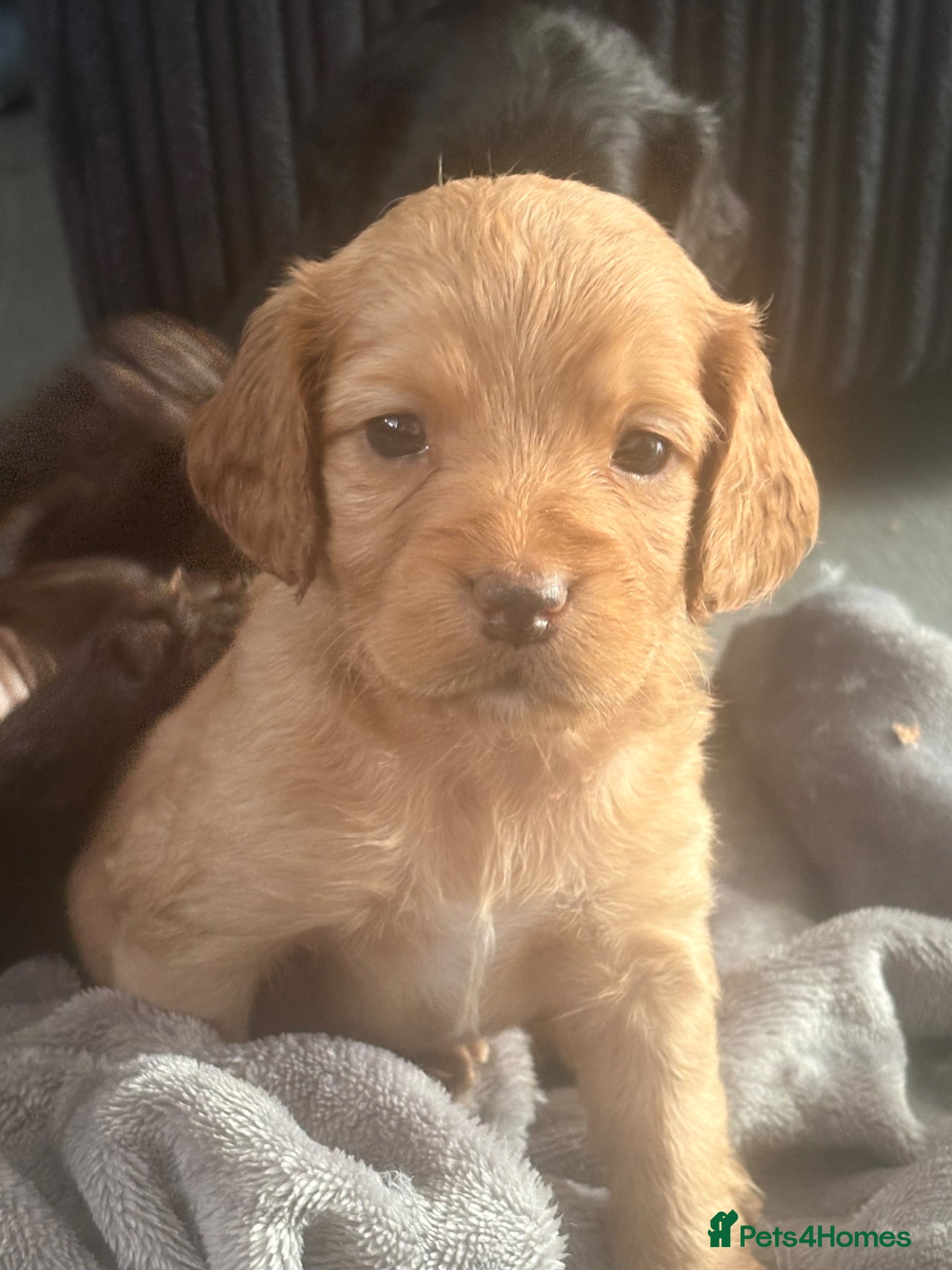 Cockapoo dogs 💜 F1B Cockapoo Puppies 💜  - Advert 2