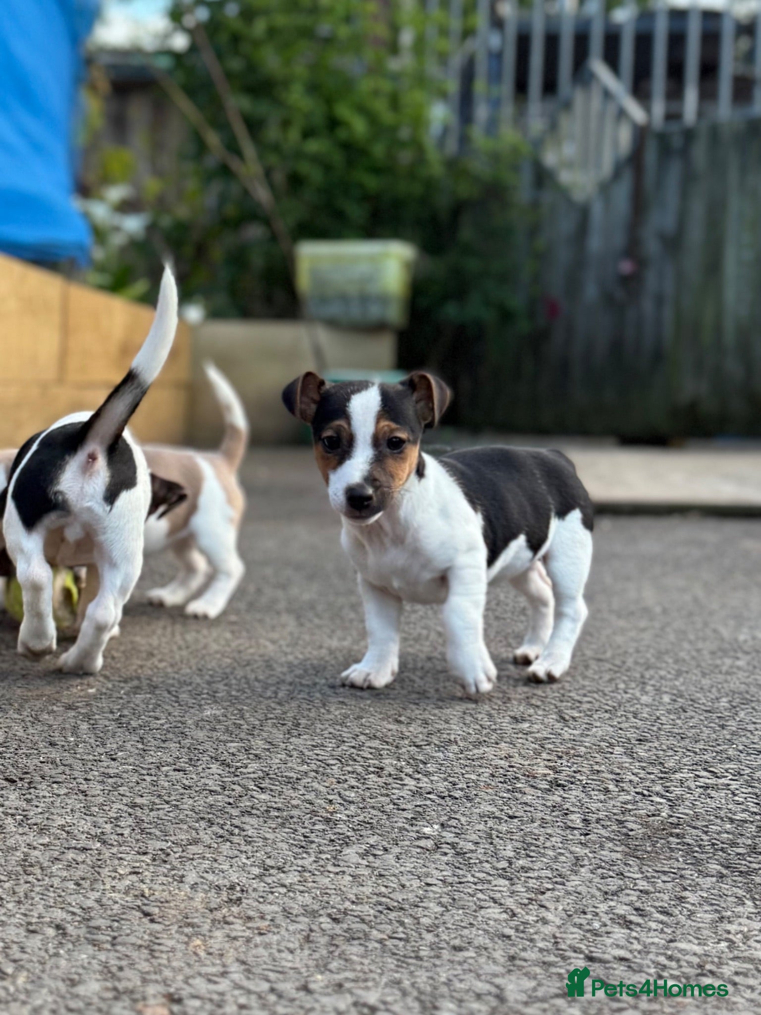 Jack Russell dogs ‘Naughty’ Jack Russell Pups  - Advert 2