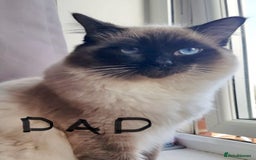 Ragdoll cats for sale: Ragdoll X Sphynx kittens  - Image 4