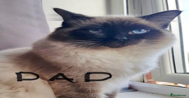 Ragdoll cats - Advert 1
