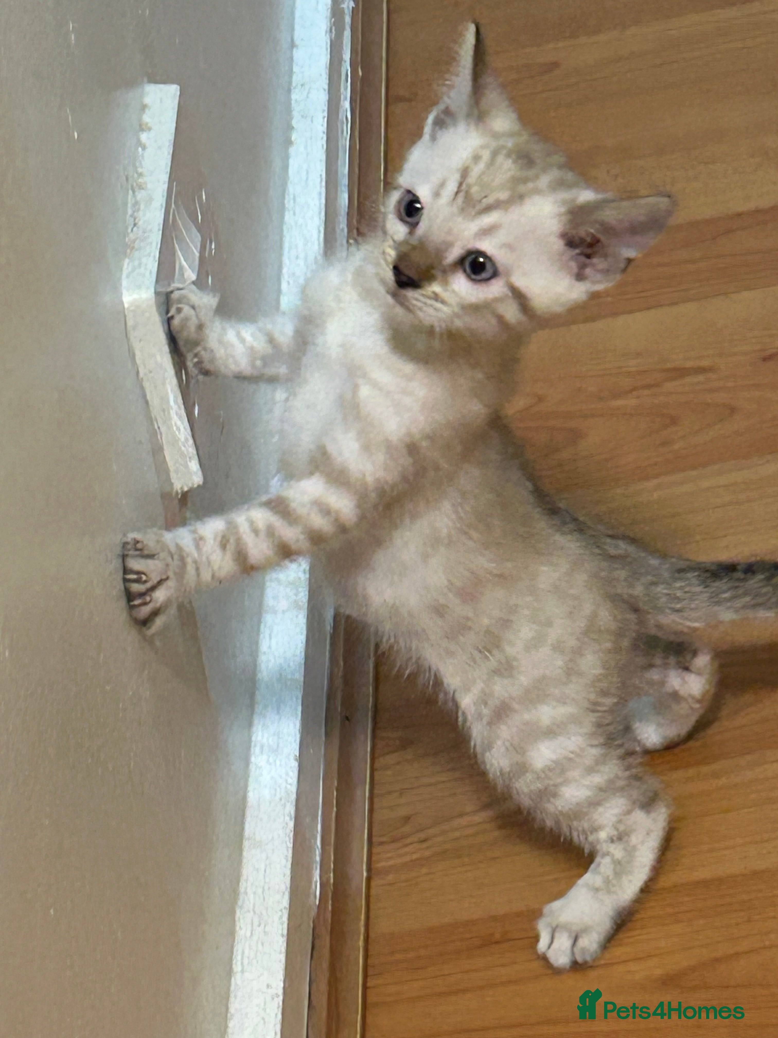 Bengal cats Bengal  - Advert 15