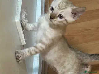 Bengal cats Bengal - Advert 15