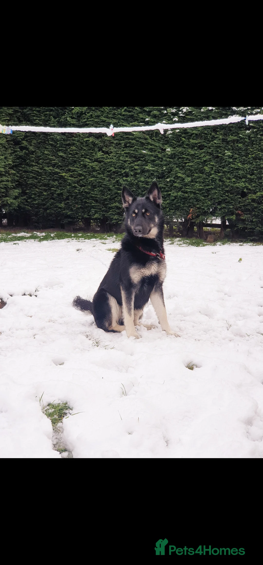 Shepsky dogs for sale: Beautiful female Shepsky looking a new home - Advert 5