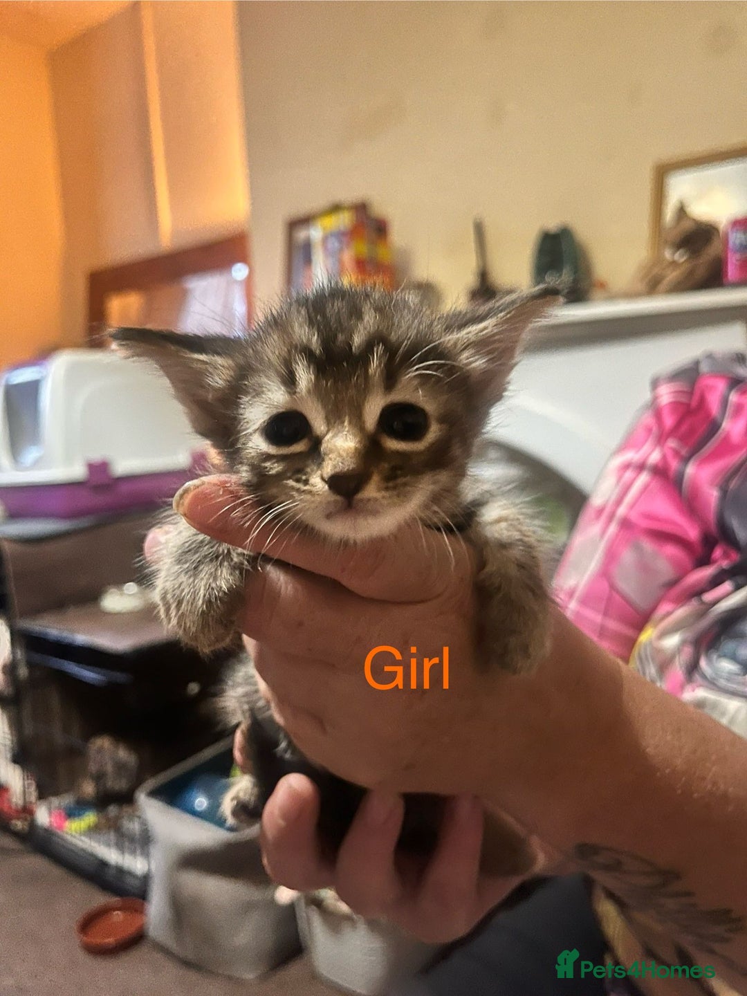 Mixed Breed cats for sale: 6 beautiful kittens for sale - Image 3
