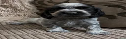 Cocker Spaniel dogs for sale: Gorgeous show type cocker spaniel puppies - Advert 23