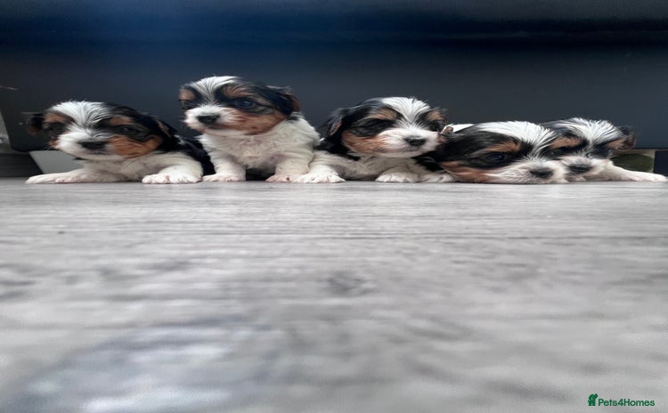 Biewer Terrier dogs - Advert 1