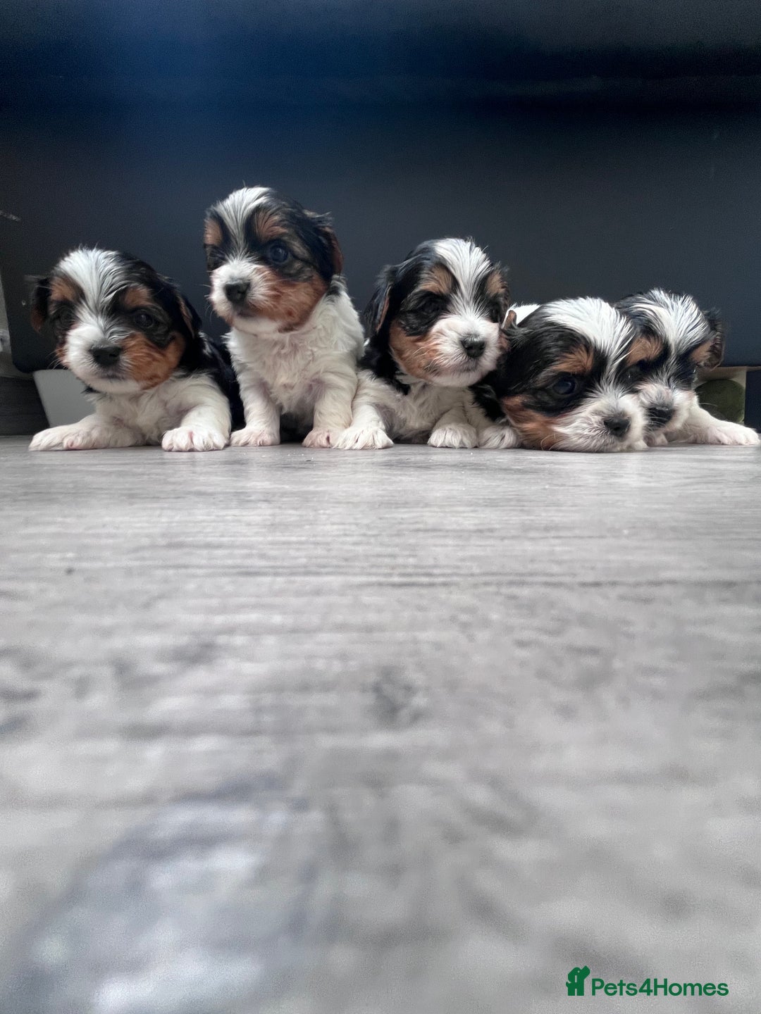 Biewer Terrier dogs for sale: 5 Adorable Purebred Biewer Terriers - Image 1