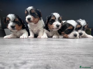 Biewer Terrier dogs - Advert 1